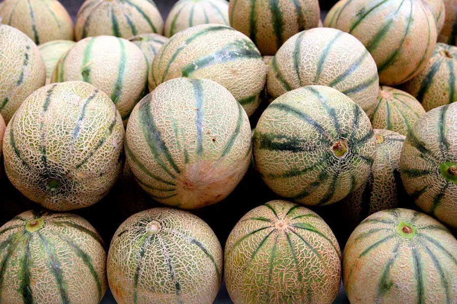 jesmond fruit barn rock melon