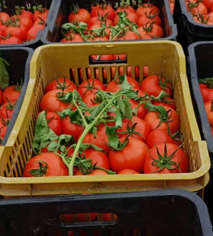 tomates