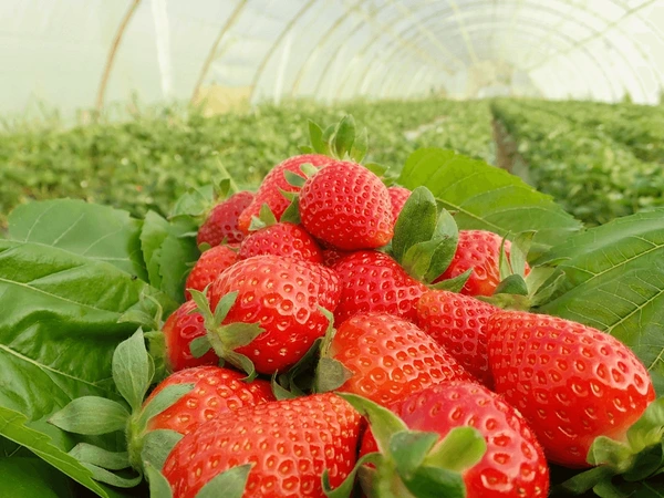 strawberry field rows fresh strawberries 600nw 2608445105